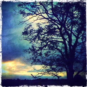 Evening ash on the farm