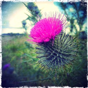 Thistle 