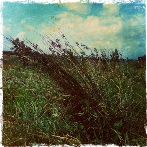 Rushes blown over in the wind