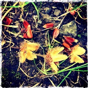 beech nuts and casings