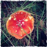 Fly Agaric
