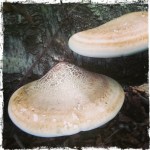 Birch polypore 