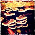 Bracket Fungus