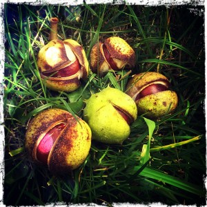 conker horse chestnut