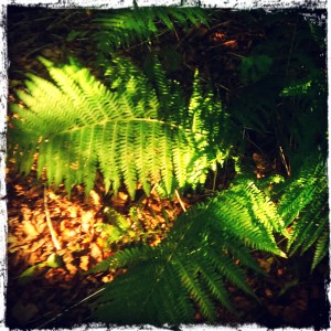 Autumn forest fern