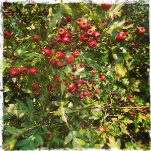 Hawthorn berries
