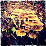 Honey Fungus