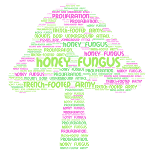 honey fungus word cloud