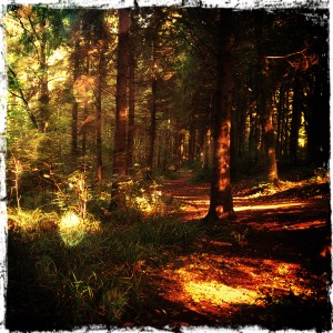 Portglenone Forest, Northern Ireland