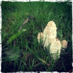 Shaggy Ink Cap