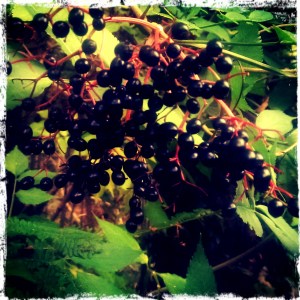 elderberries