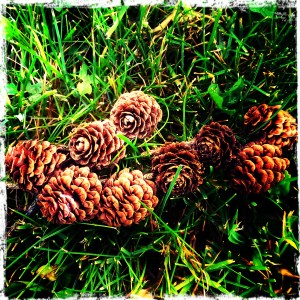 larch cones