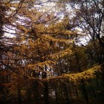 Autumn yellow larch
